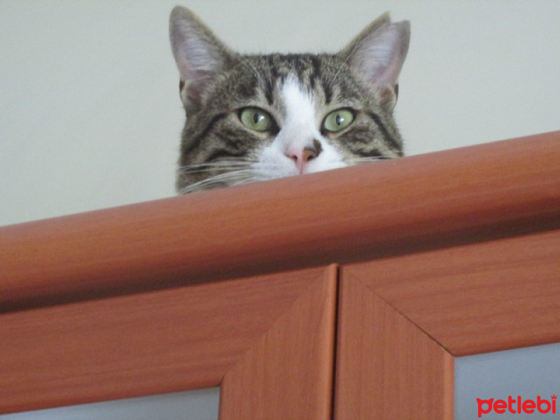 Tekir Kedi, Kedi  Uras fotoğrafı