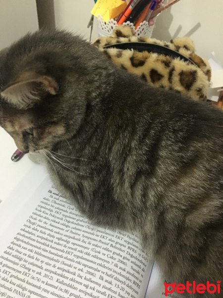 Tekir Kedi, Kedi  Minnos fotoğrafı