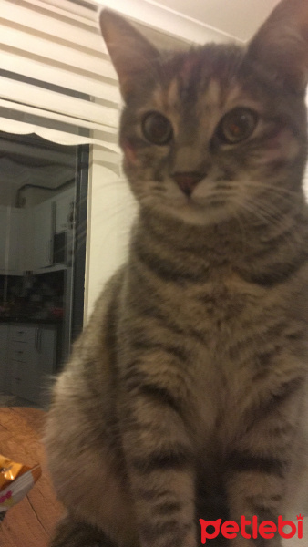 Tekir Kedi, Kedi  Minnos fotoğrafı