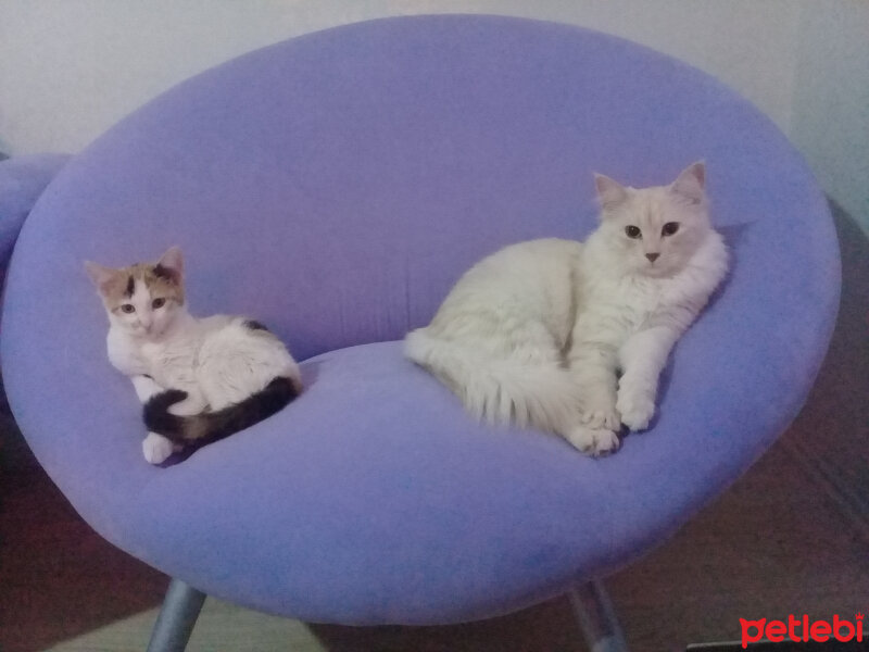 Ankara Kedisi, Kedi  Lokma fotoğrafı