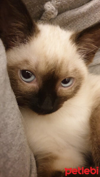 Siyam Kedisi, Kedi  Tatlış fotoğrafı