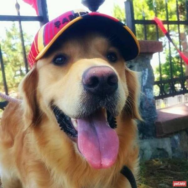 Golden Retriever, Köpek  OSCAR fotoğrafı