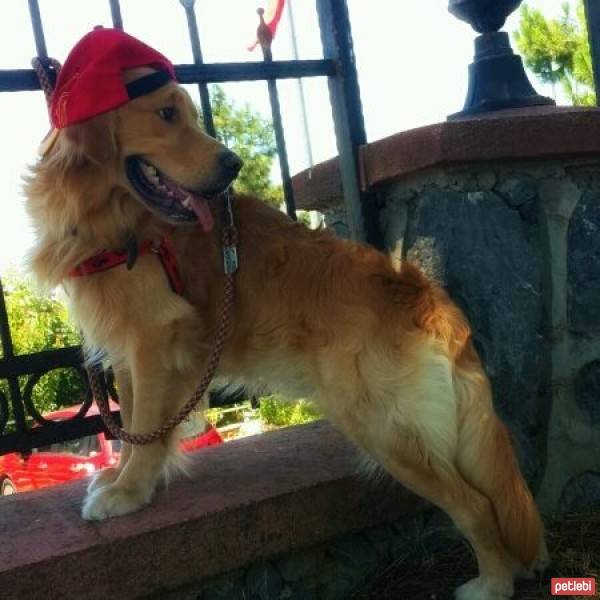 Golden Retriever, Köpek  OSCAR fotoğrafı