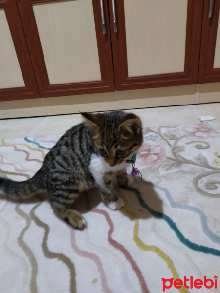 Tekir Kedi, Kedi  Kaya fotoğrafı
