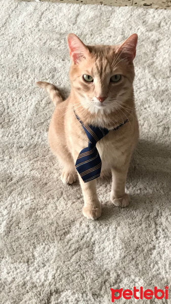Sarman, Kedi  çorçor fotoğrafı