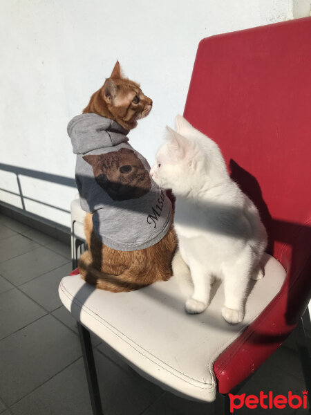 Ankara Kedisi, Kedi  Paşa pamuk fotoğrafı