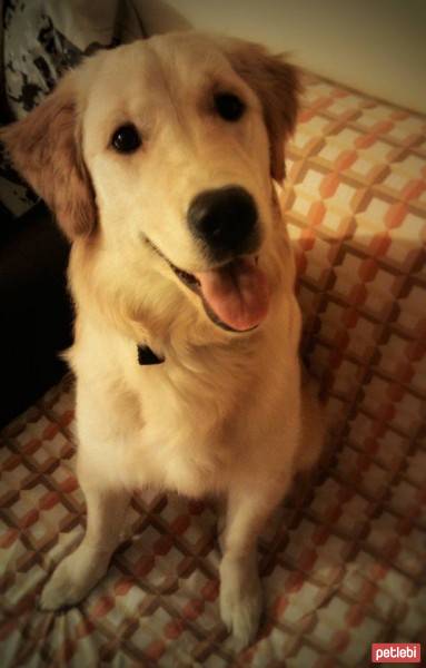 Golden Retriever, Köpek  ŞEKER fotoğrafı