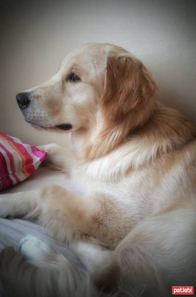 Golden Retriever, Köpek  ŞEKER fotoğrafı