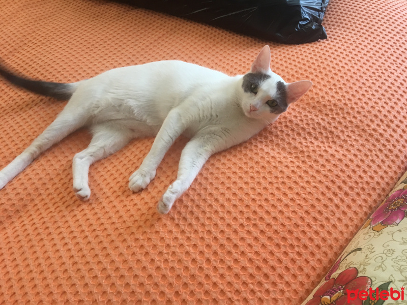 Tekir Kedi, Kedi  Şila fotoğrafı