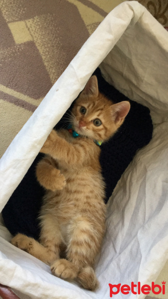 Sarman, Kedi  Alex fotoğrafı