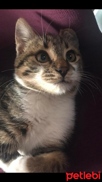 Tekir Kedi, Kedi  Charlie fotoğrafı