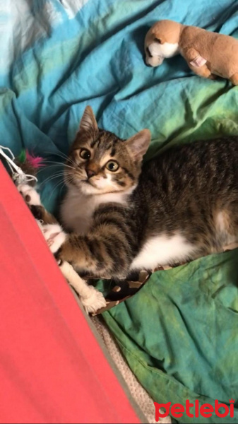 Tekir Kedi, Kedi  Charlie fotoğrafı