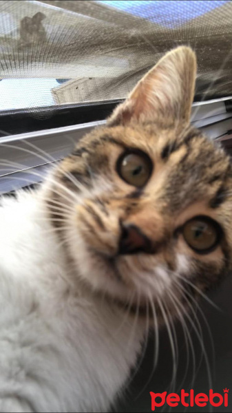 Tekir Kedi, Kedi  Charlie fotoğrafı