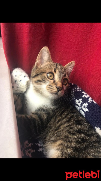 Tekir Kedi, Kedi  Charlie fotoğrafı