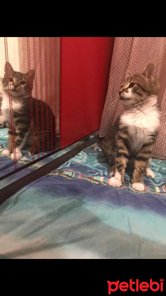 Tekir Kedi, Kedi  Charlie fotoğrafı