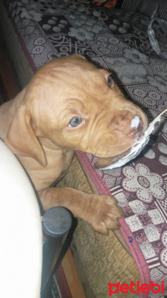 Amerikan Pitbull Terrier, Köpek  Isimsizler fotoğrafı