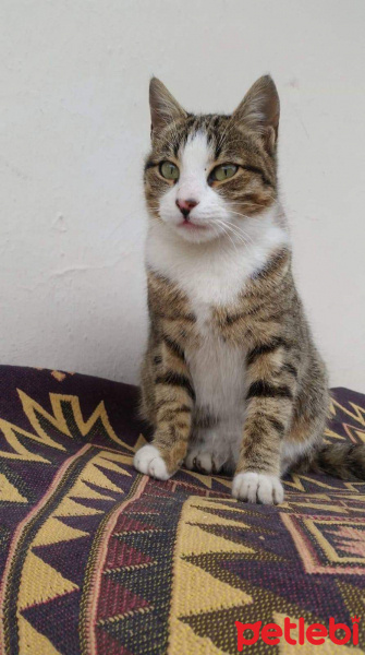 Tekir Kedi, Kedi  Mia fotoğrafı
