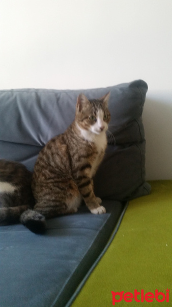 Tekir Kedi, Kedi  Mia fotoğrafı