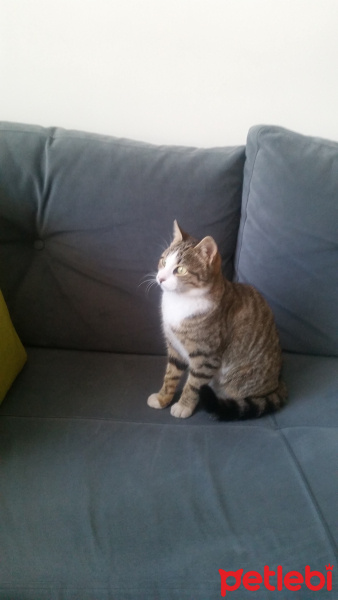 Tekir Kedi, Kedi  Mia fotoğrafı
