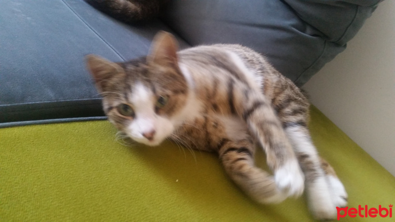Tekir Kedi, Kedi  Mia fotoğrafı