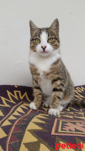 Tekir Kedi, Kedi  Mia fotoğrafı