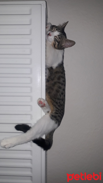 Tekir Kedi, Kedi  Fındık fotoğrafı
