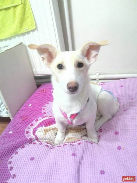 Jack Russell Terrier, Köpek  PAMUK fotoğrafı
