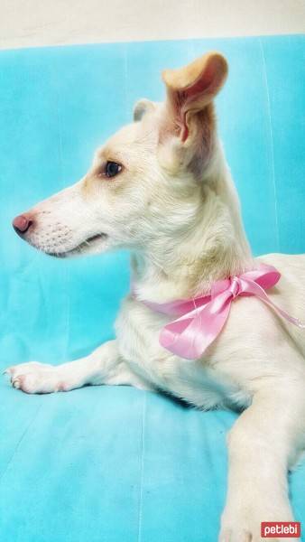Jack Russell Terrier, Köpek  PAMUK fotoğrafı