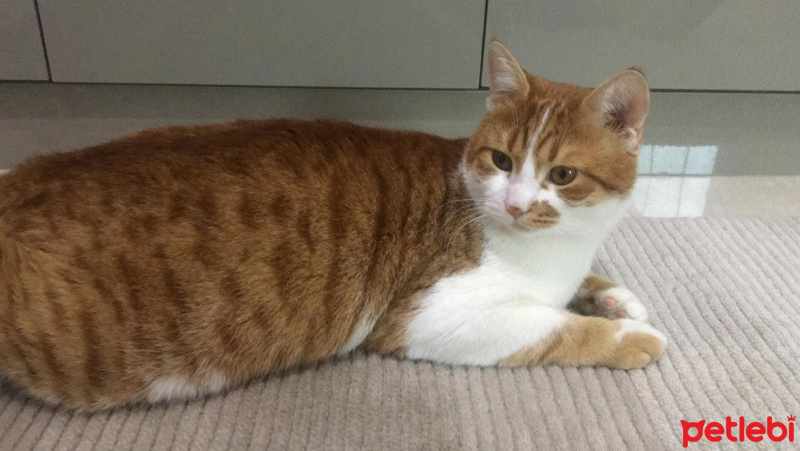 Sarman, Kedi  Diyez fotoğrafı