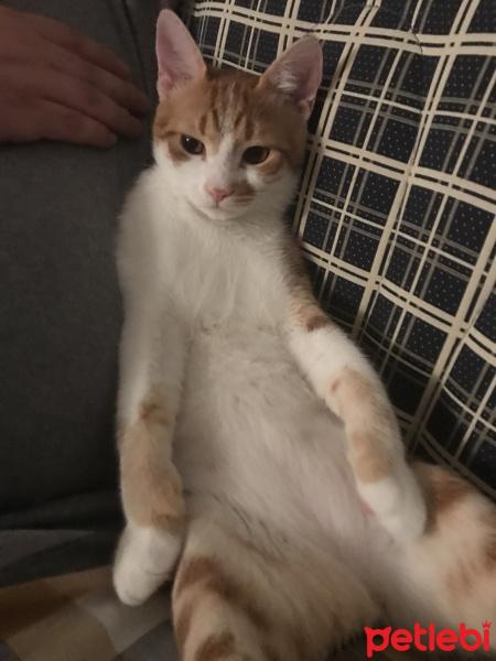 Sarman, Kedi  Diyez fotoğrafı