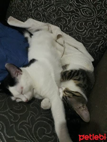 Tekir Kedi, Kedi  Kar topu fotoğrafı
