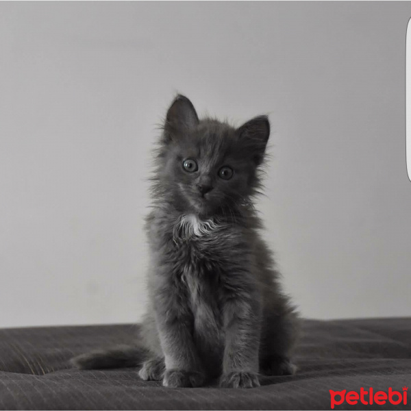 Nebelung, Kedi  Kedi fotoğrafı