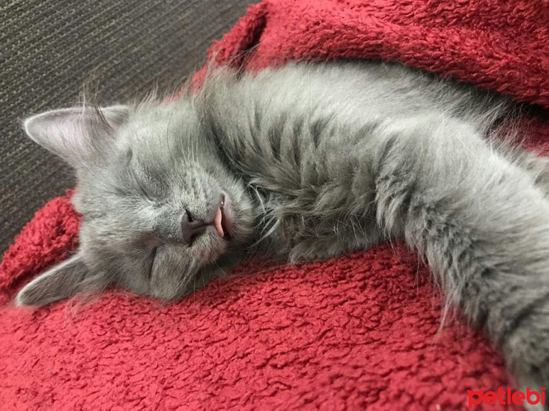 Nebelung, Kedi  Kedi fotoğrafı