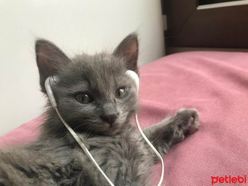 Nebelung, Kedi  Kedi fotoğrafı