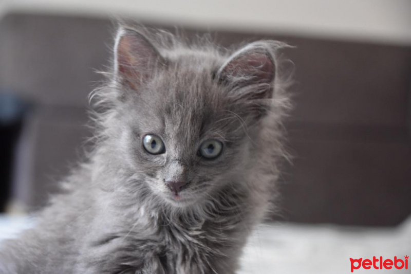 Nebelung, Kedi  Kedi fotoğrafı