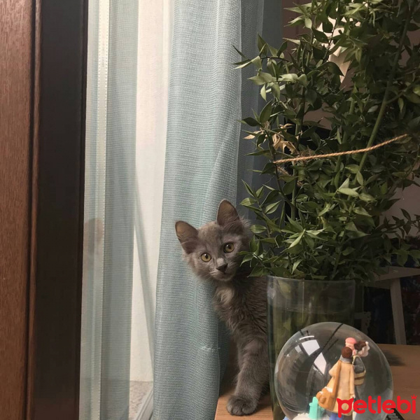 Nebelung, Kedi  Kedi fotoğrafı