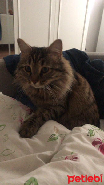 Tekir Kedi, Kedi  Bemol fotoğrafı