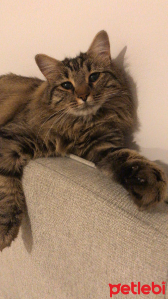 Tekir Kedi, Kedi  Bemol fotoğrafı