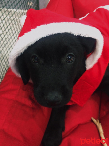 Labrador Retriever, Köpek  Whiskey fotoğrafı