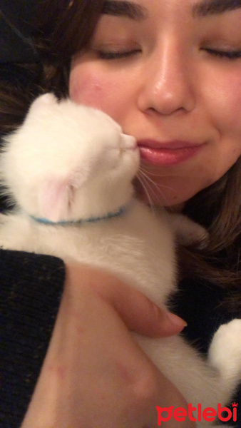 Scottish Fold, Kedi  Peynir fotoğrafı