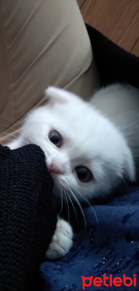 Scottish Fold, Kedi  Peynir fotoğrafı