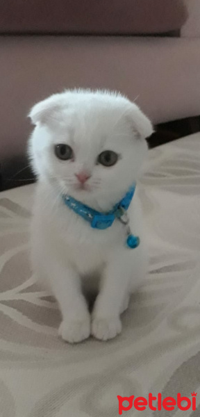 Scottish Fold, Kedi  Peynir fotoğrafı