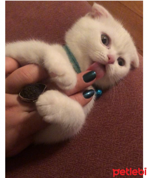 Scottish Fold, Kedi  Peynir fotoğrafı