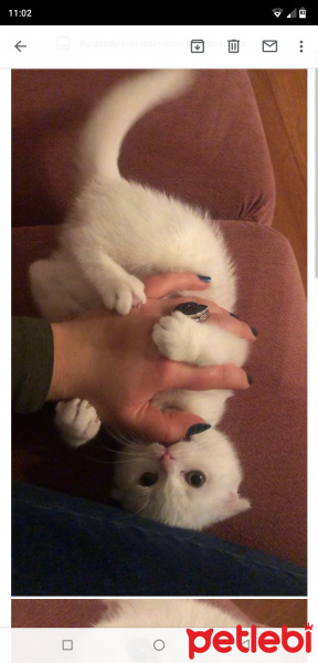 Scottish Fold, Kedi  Peynir fotoğrafı