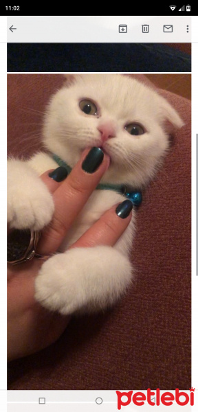 Scottish Fold, Kedi  Peynir fotoğrafı