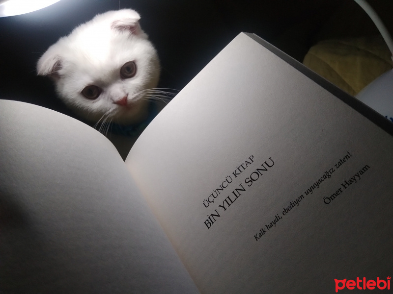 Scottish Fold, Kedi  Peynir fotoğrafı