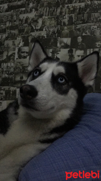 Sibirya Kurdu (Husky), Köpek  Şanslı fotoğrafı
