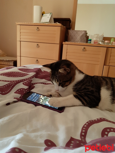 Sarman, Kedi  Çakır fotoğrafı