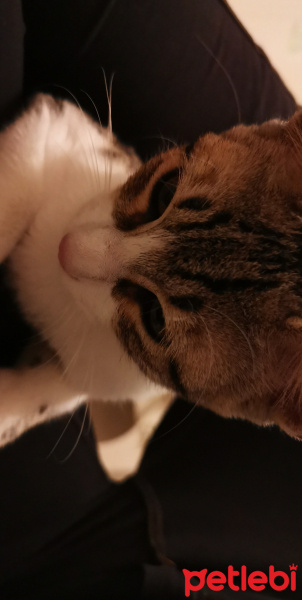 Tekir Kedi, Kedi  Noya fotoğrafı