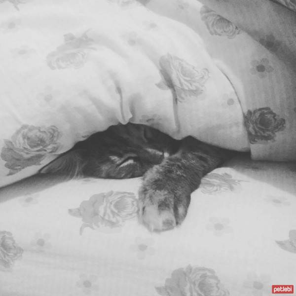 Tekir Kedi, Kedi  Karmen fotoğrafı